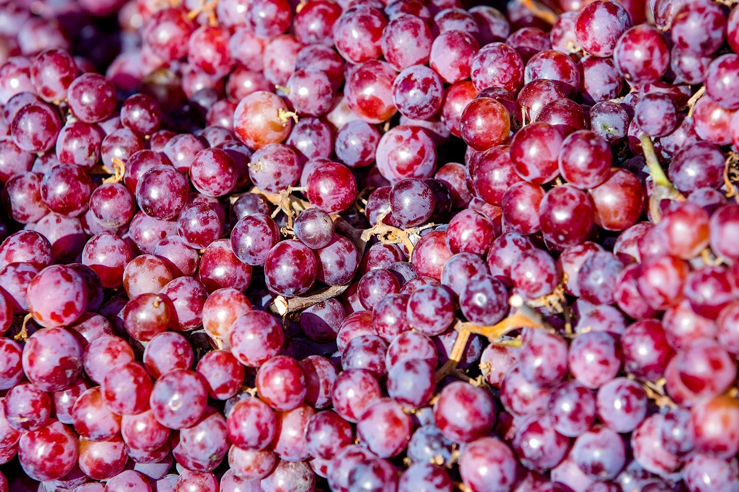 Seedless Grapes