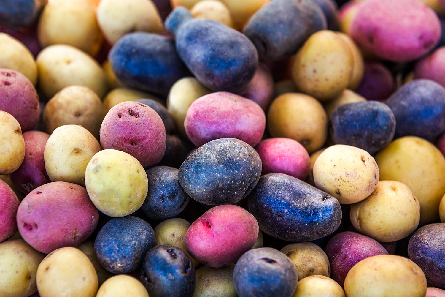 Multi-Colored Potatoes