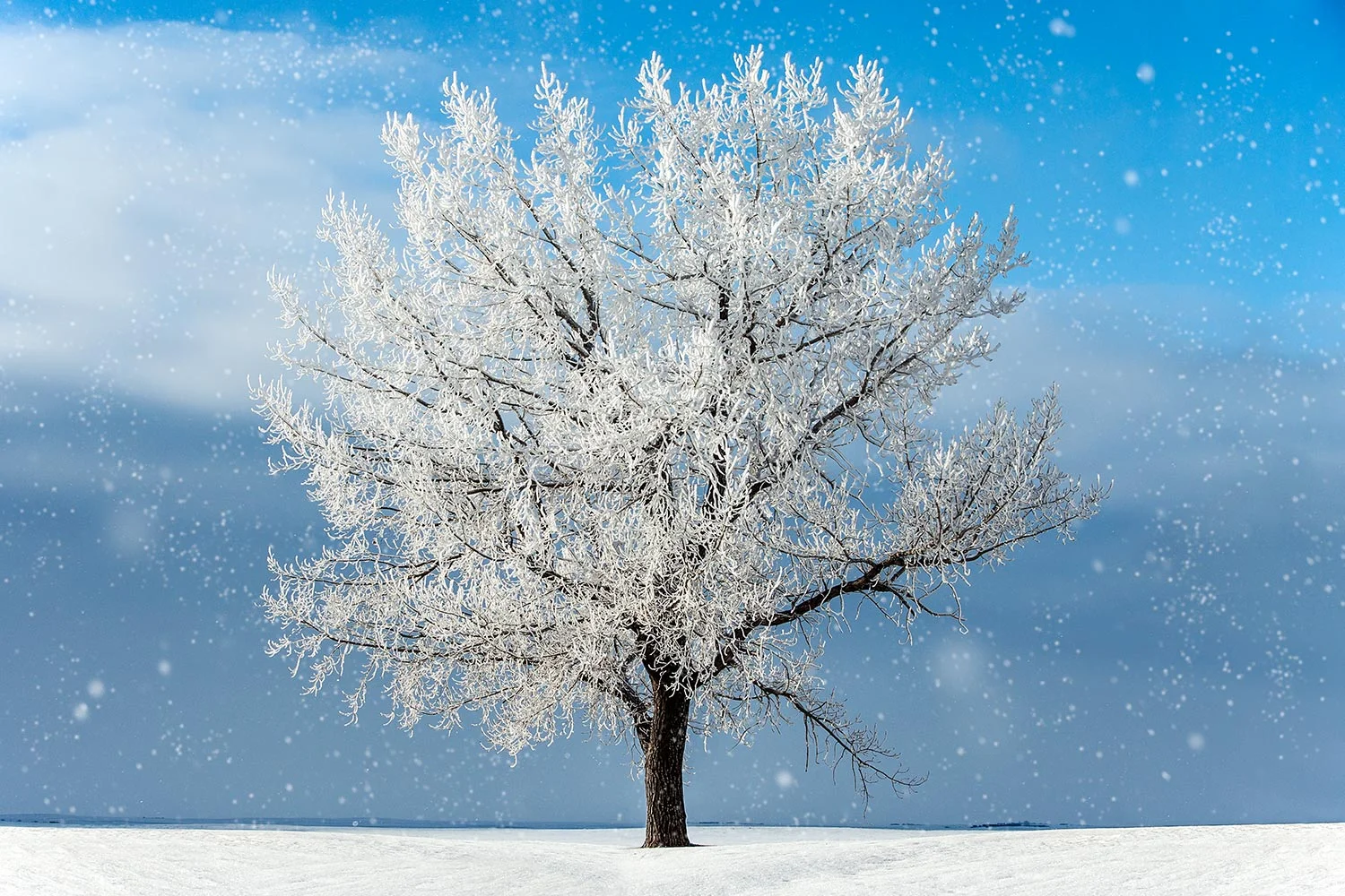 Frozen Limbs