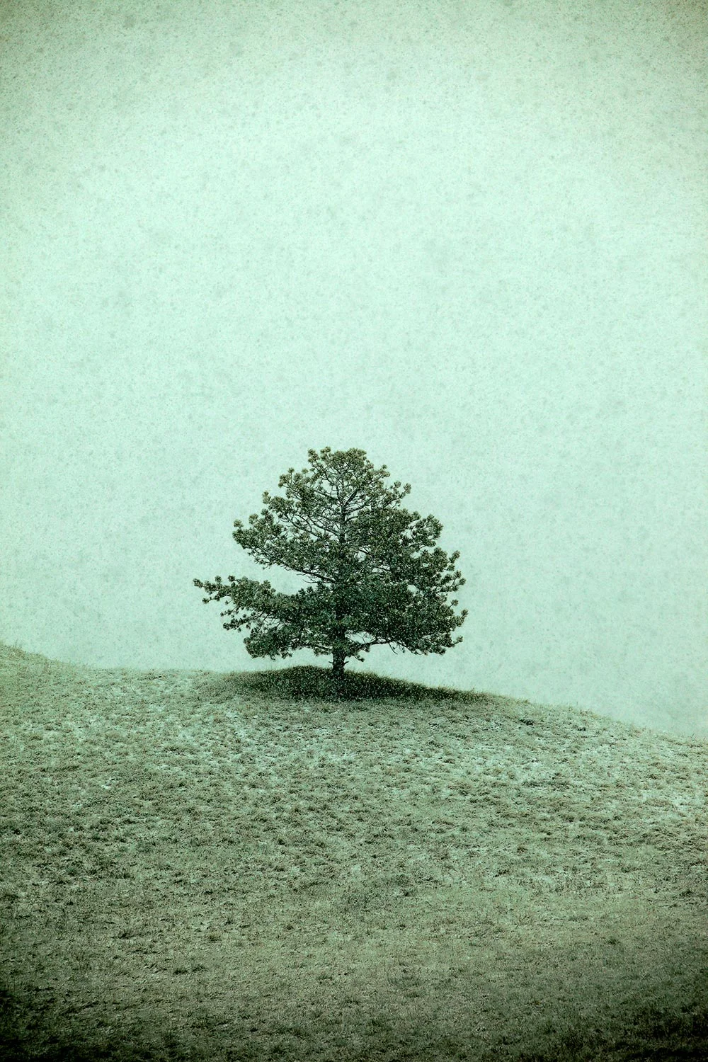 Ponderosa Pine