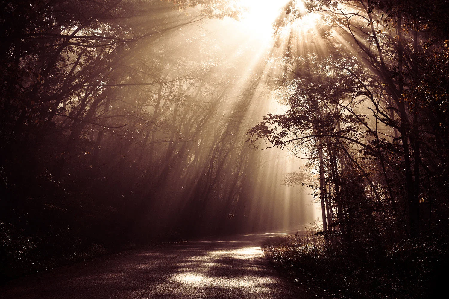 Enchanted Light