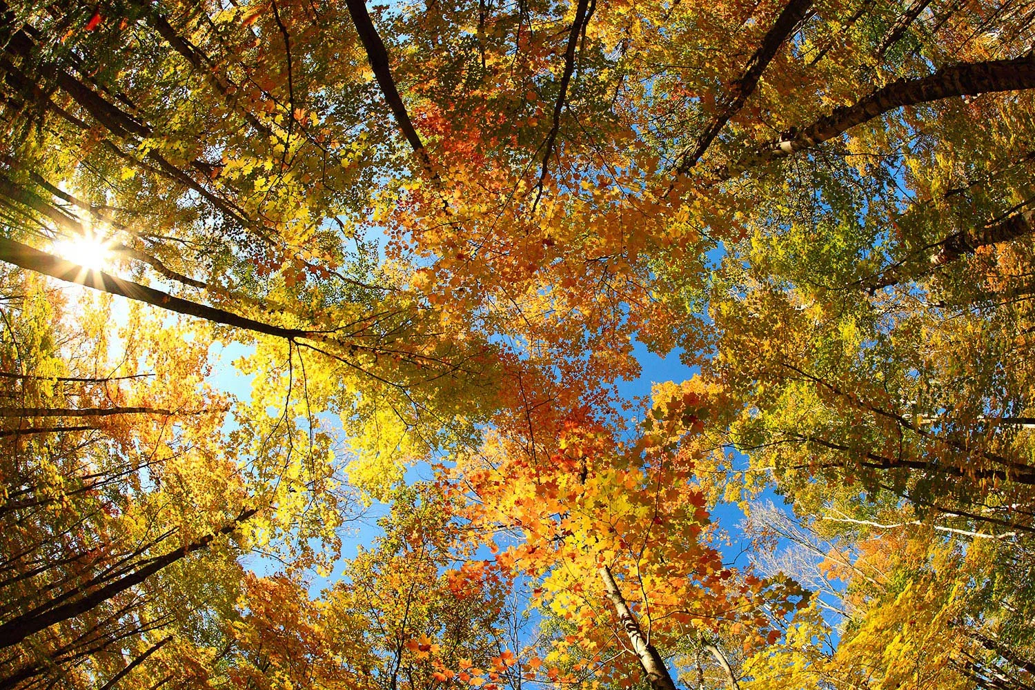 Langlade County Canopy