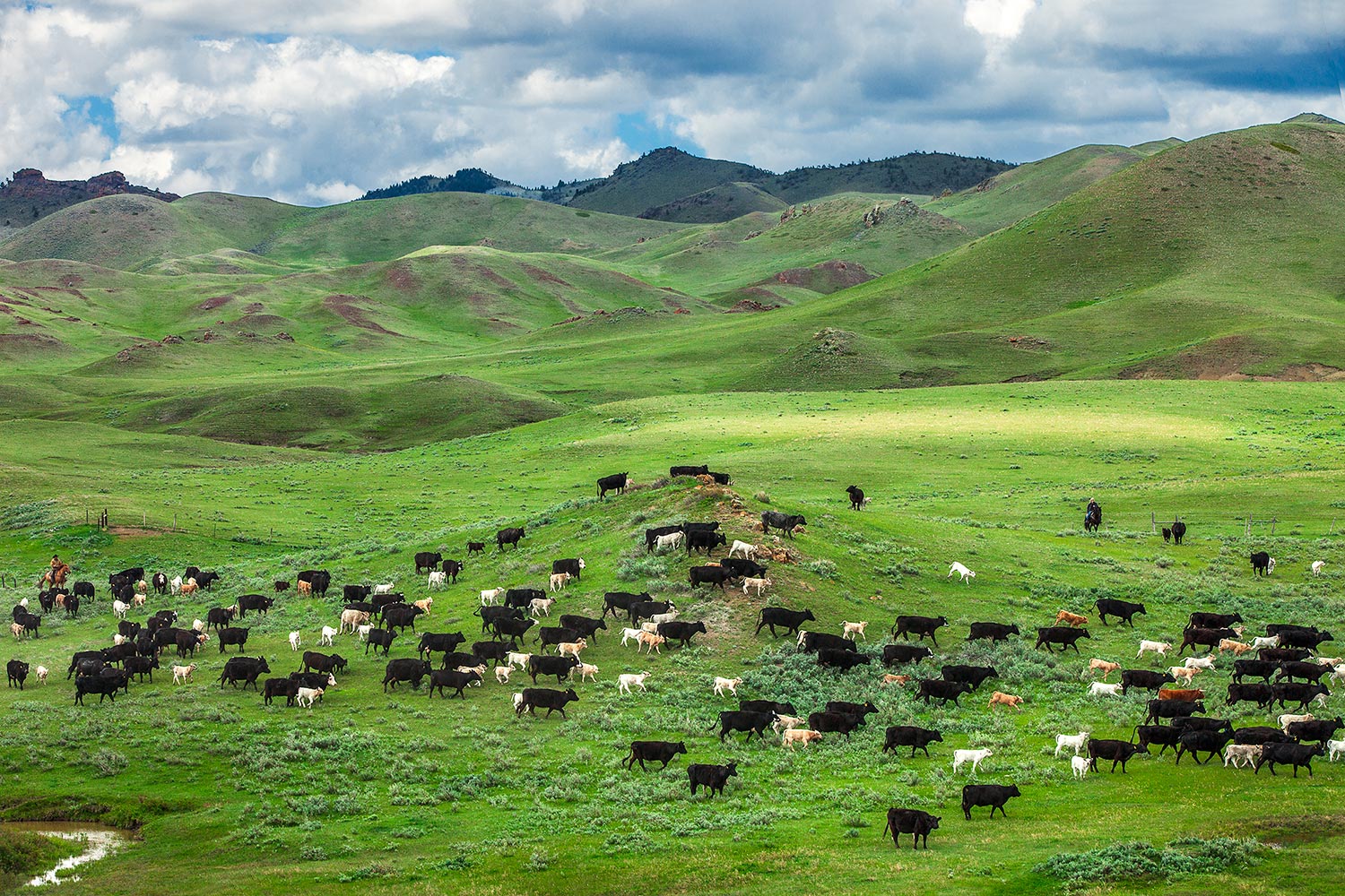 This photo of a cattle roundup in the Bear Paw Mountains south of Chinook, Montana was named "Photo of the Year" by the American Agricultural Editor's Association (AAEA).