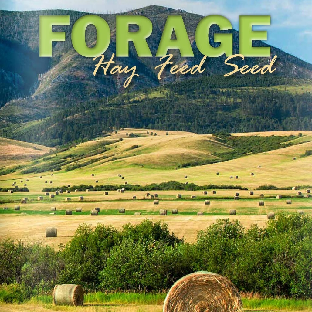 Photos of hay bales on cover of Forage Magazine
