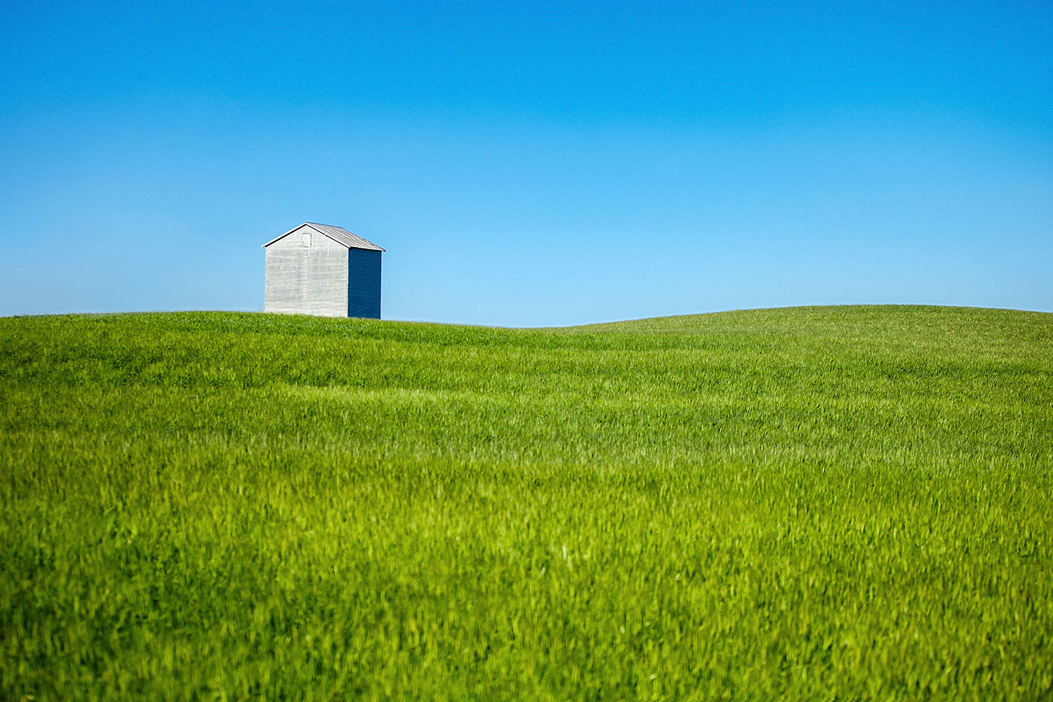 A metallic grain bin sits alone in a large field of wheat in the foreground and brilliant blue sky behind it on a rural farm near Fort Benton, Montana.&nbsp;→ Buy a Print&nbsp;or License Photo