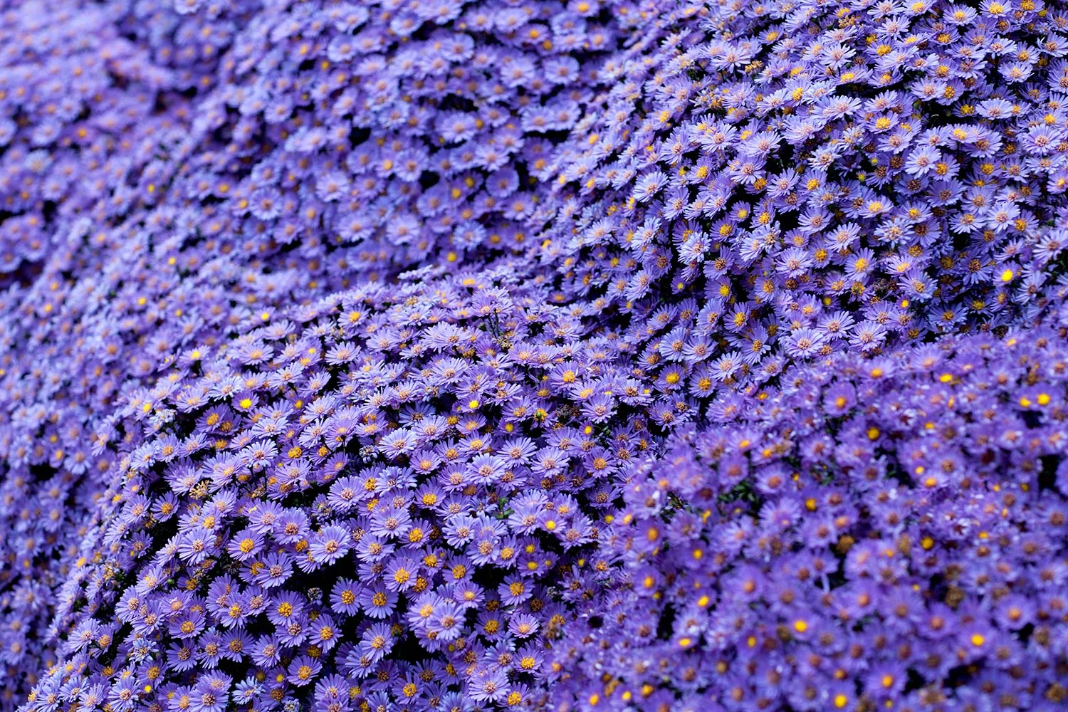 Sea of Lavender