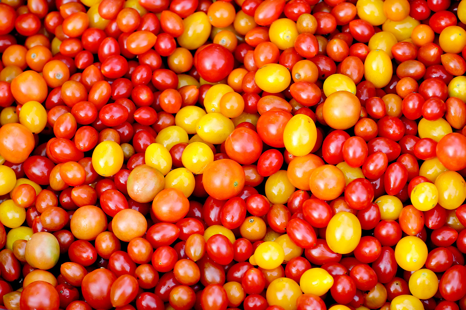 Tiny Tomatoes