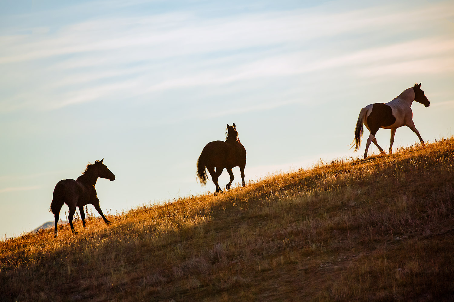 Three Horses Climb a Hill