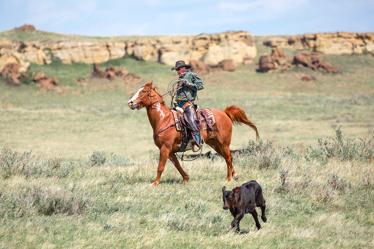 A cowboy chases after an Angus calf on a ranch very near Cleveland, Montana.&nbsp;→ License Photo