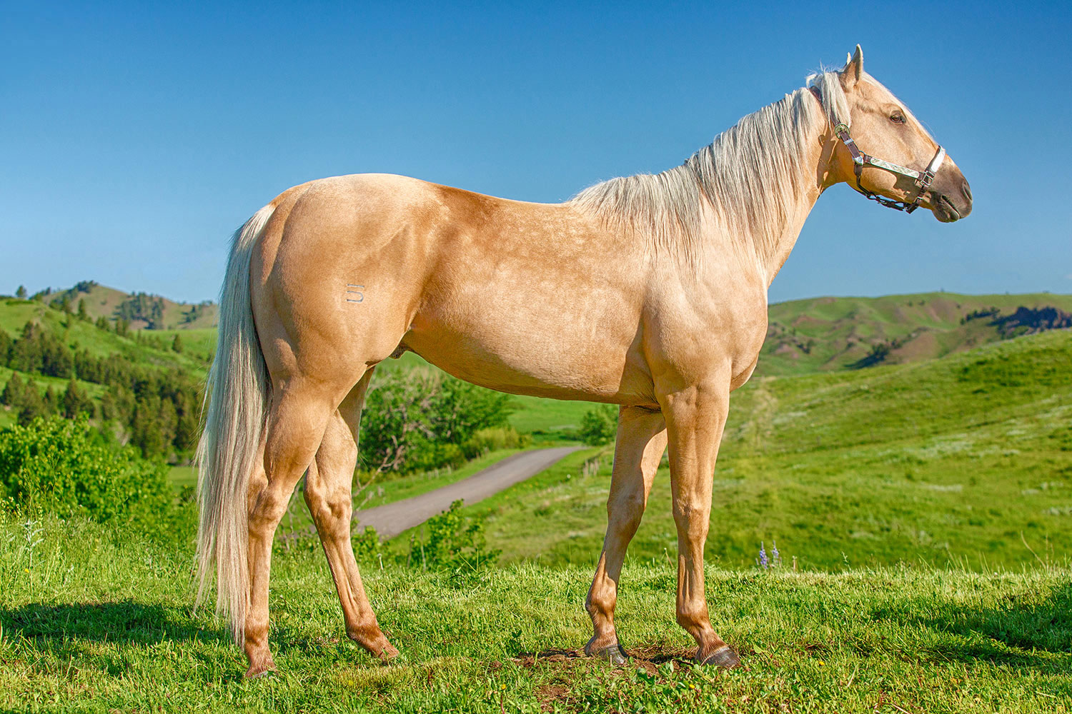 Horse Breeding Photography