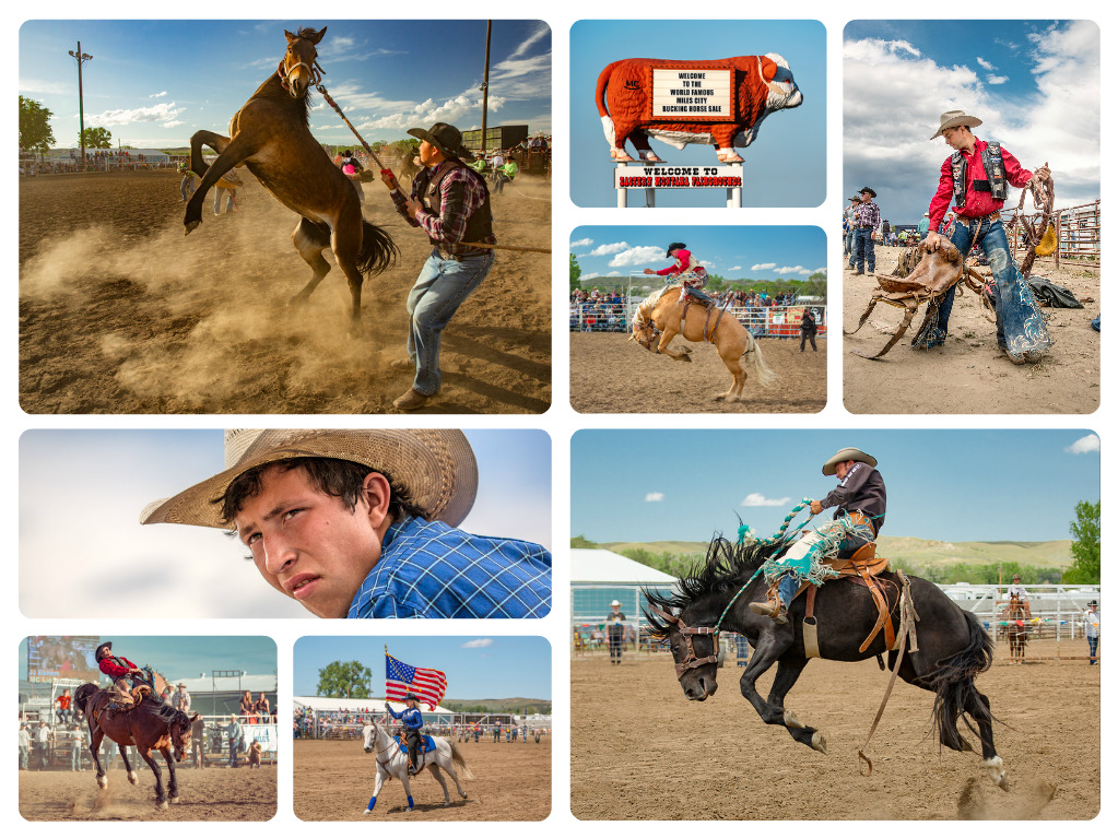Have you seen my photos from the Miles City Bucking Horse Sale?