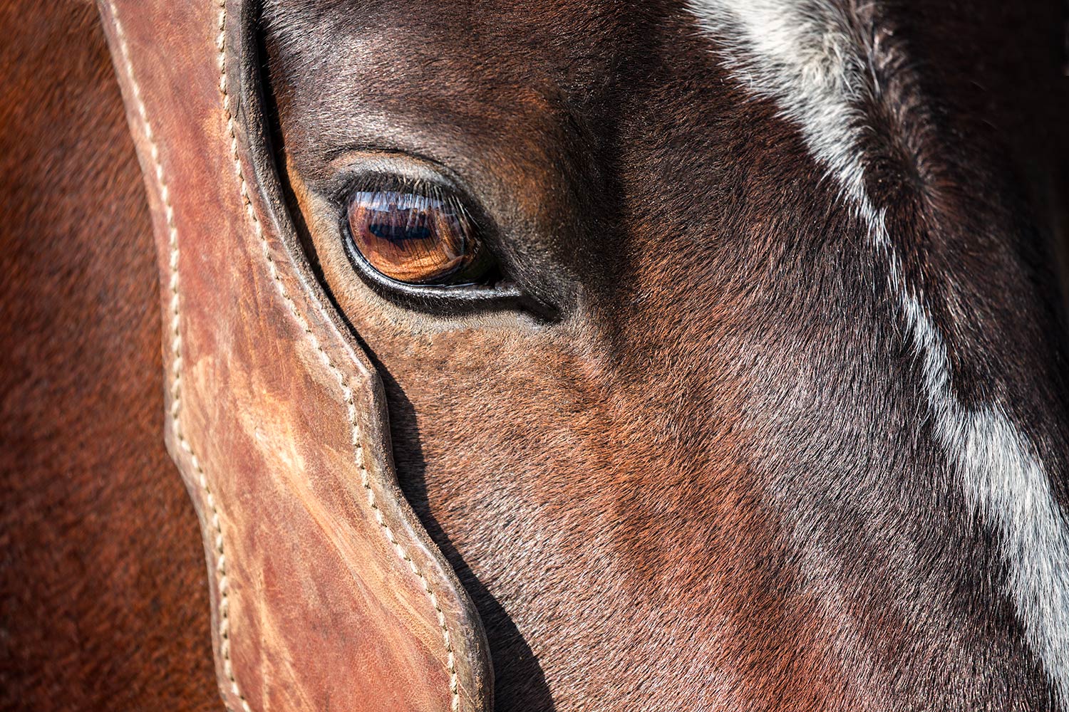 Closeup American Quarter Horse Eye Head