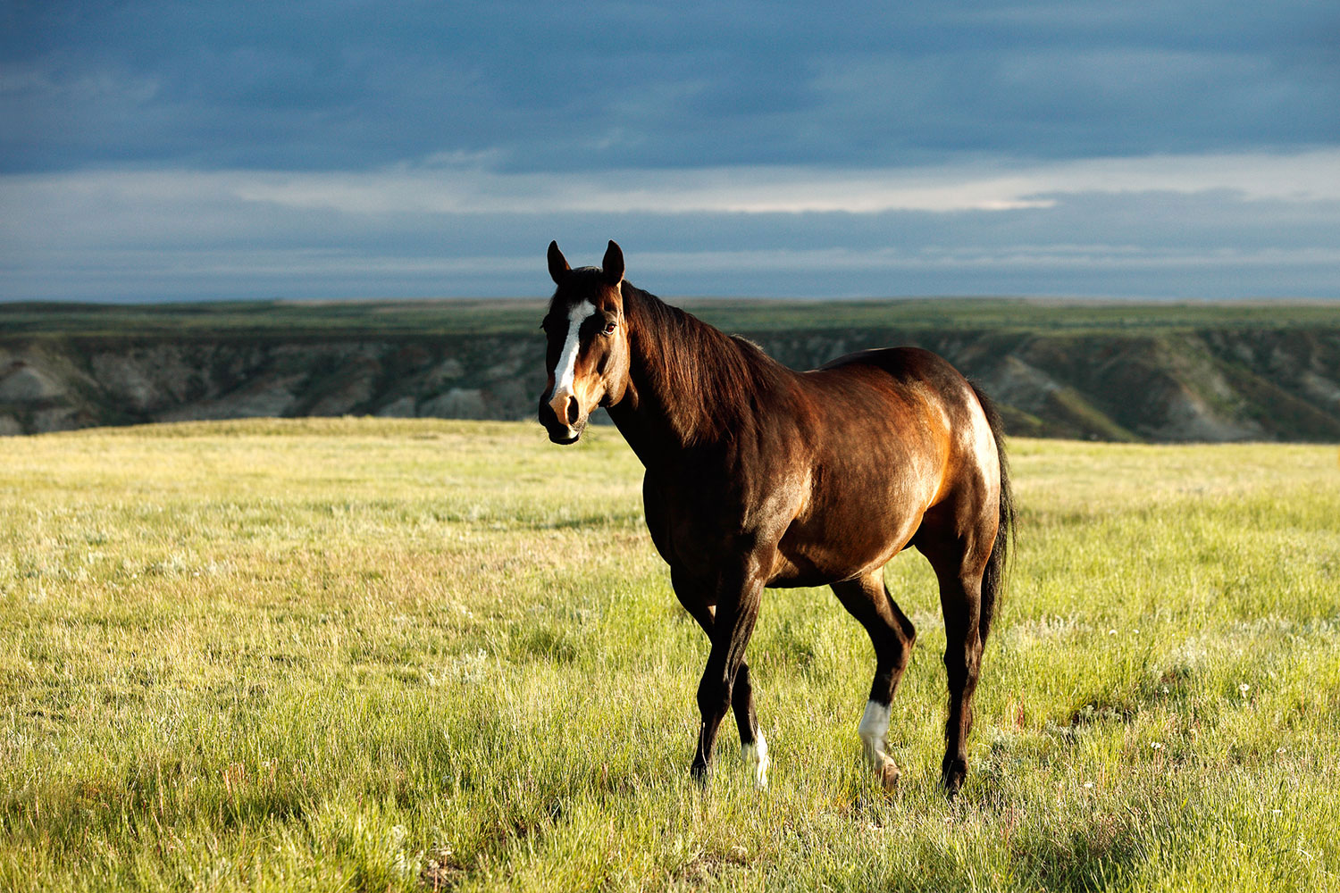 Beautiful Montana American Quarter Horse Photos