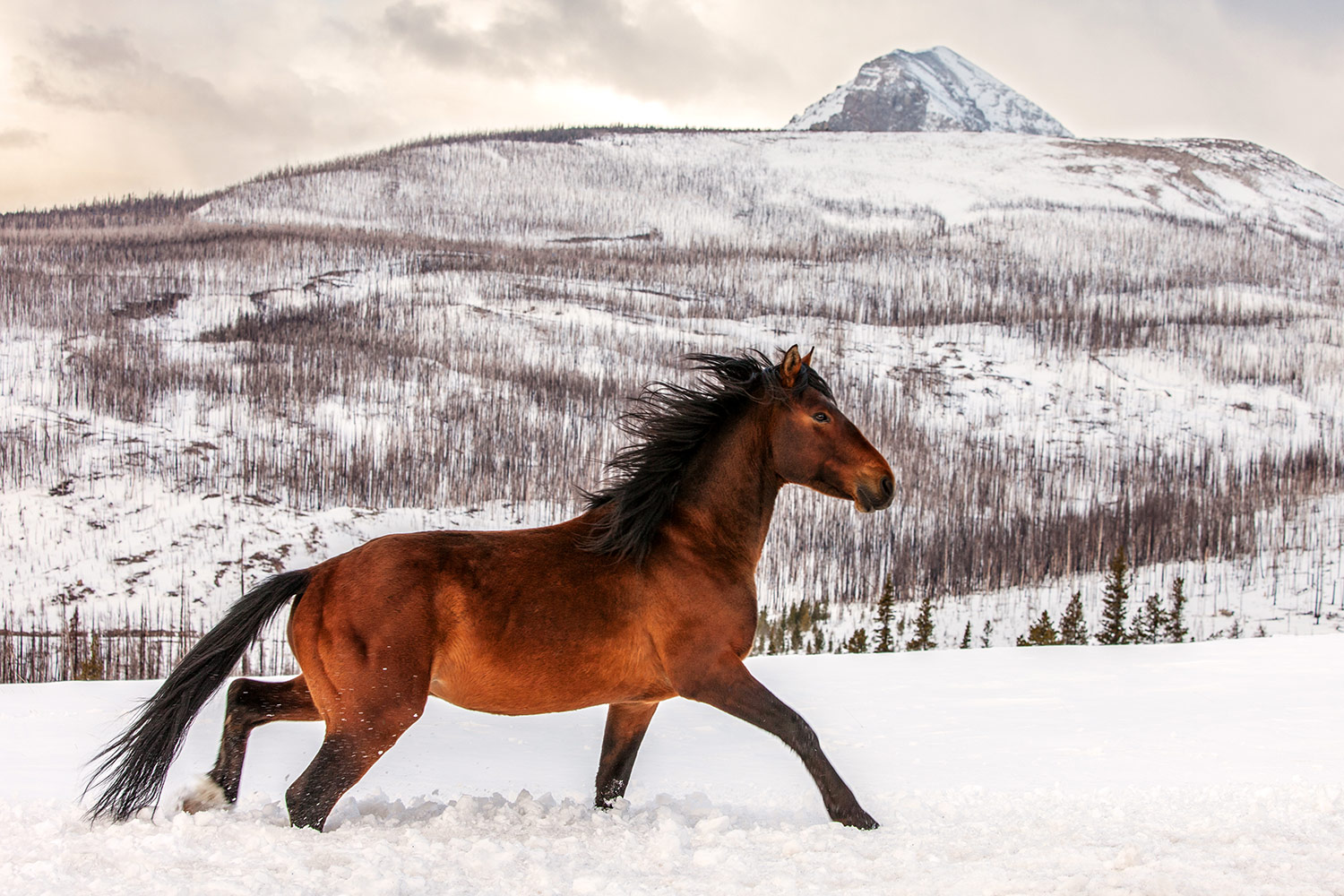 Wild-Horse-Montana.jpg