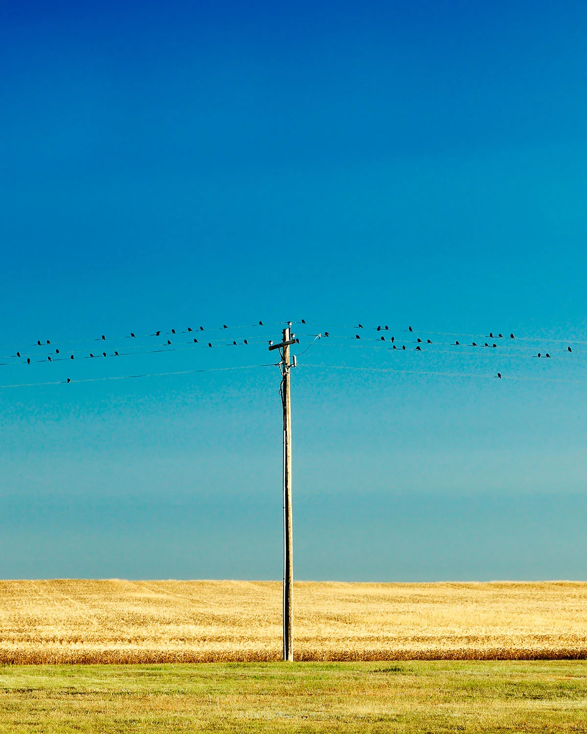 Birds and Pole