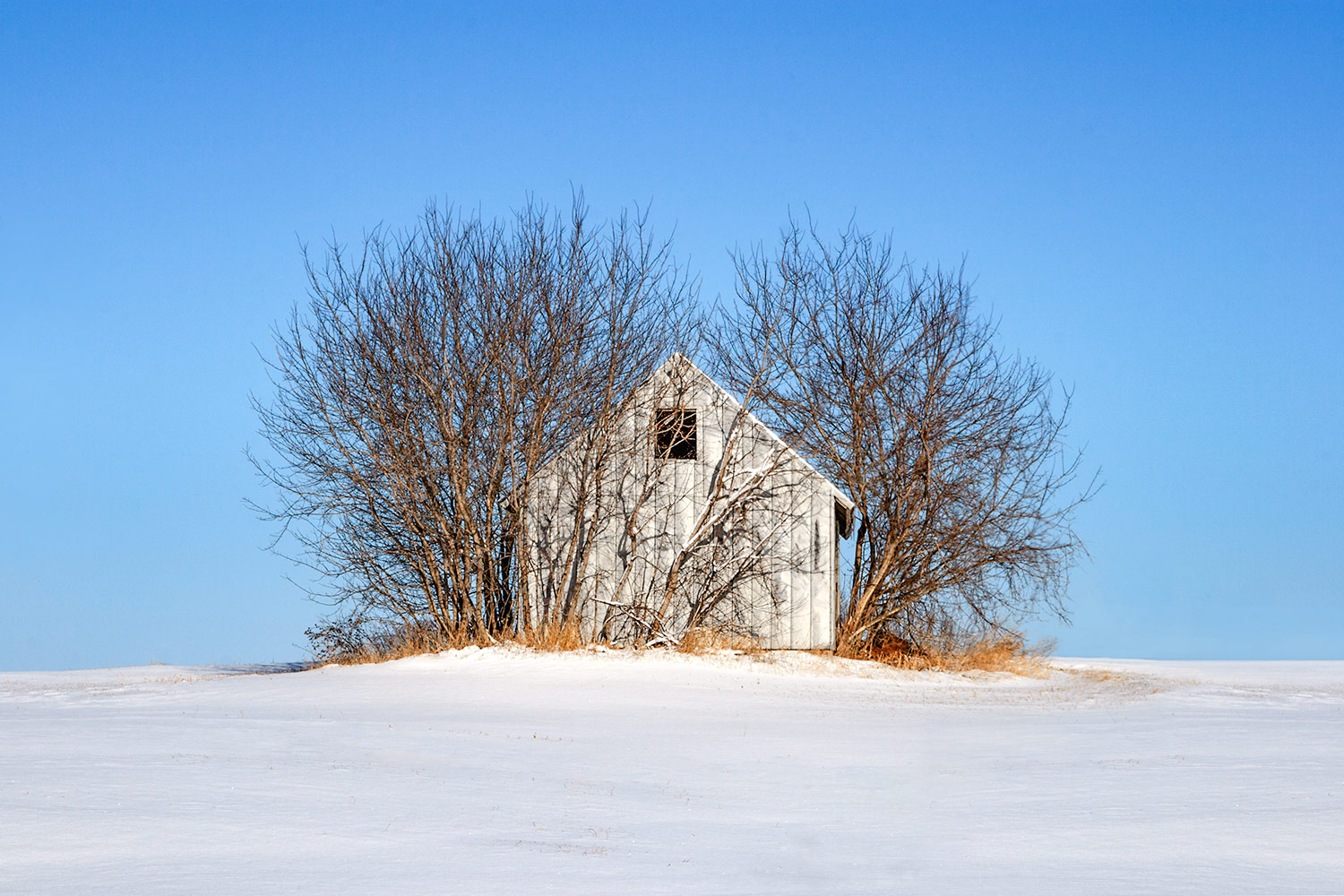 Shed Shrouded in Trees on a Winter Wisconsin Landscape