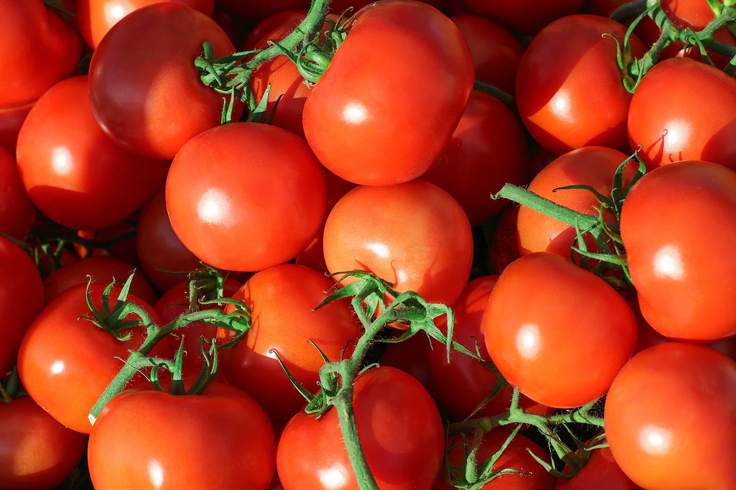 Teaming With Tomatoes
