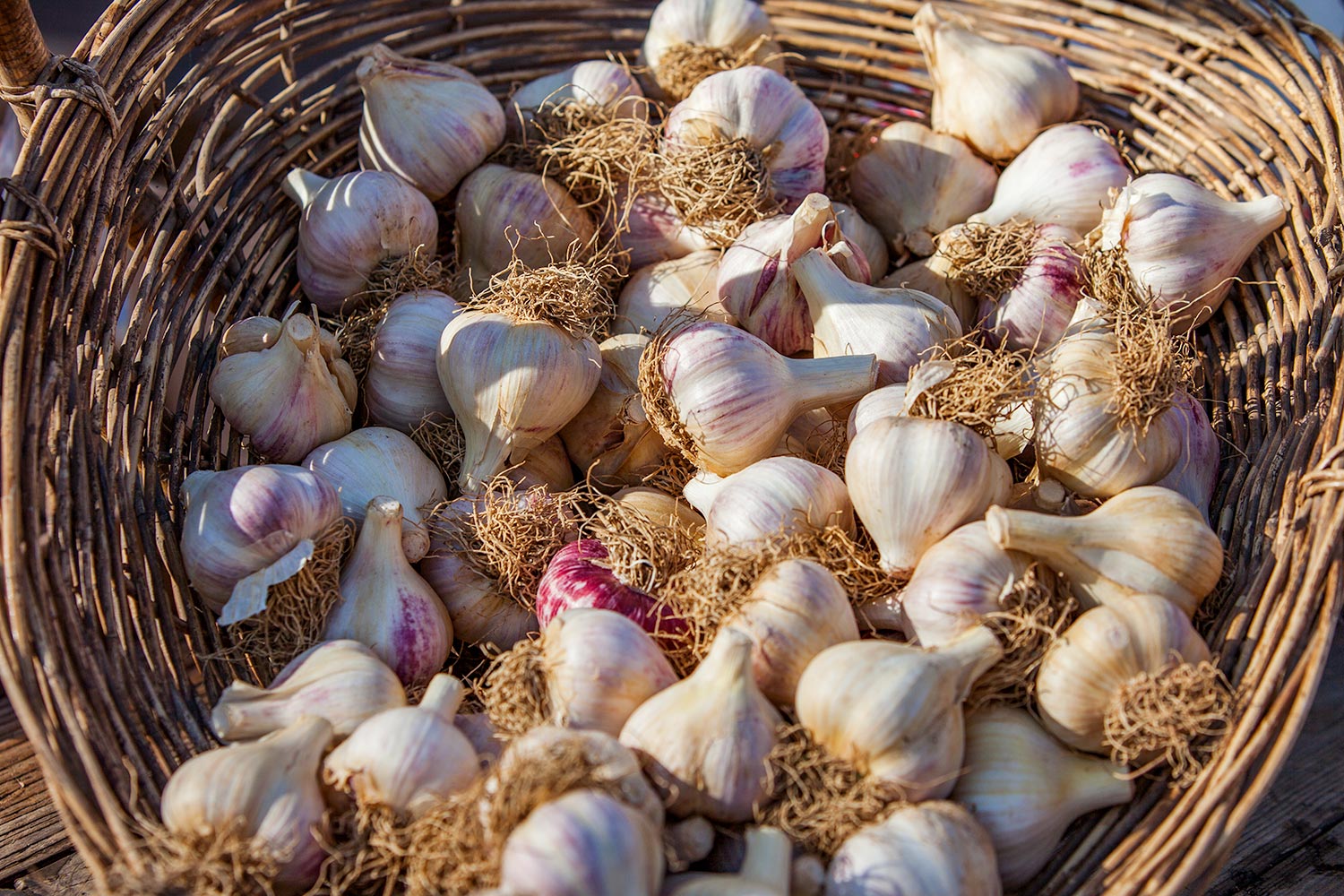 Basket of Garlic