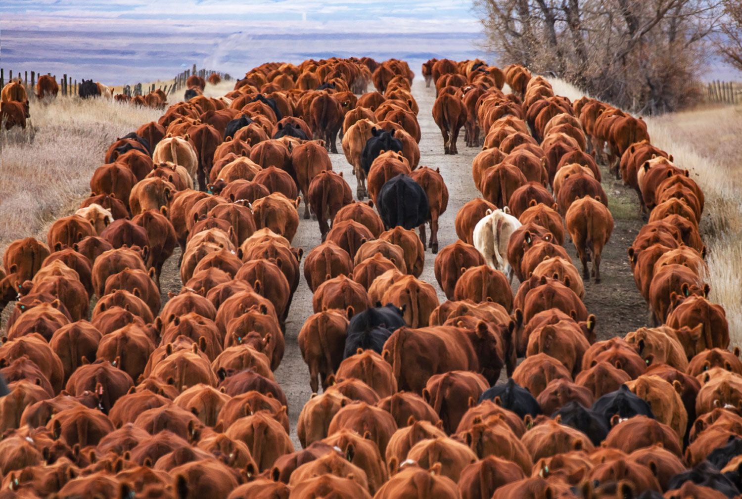 Herd of Red Angus Cattle Drive Photos