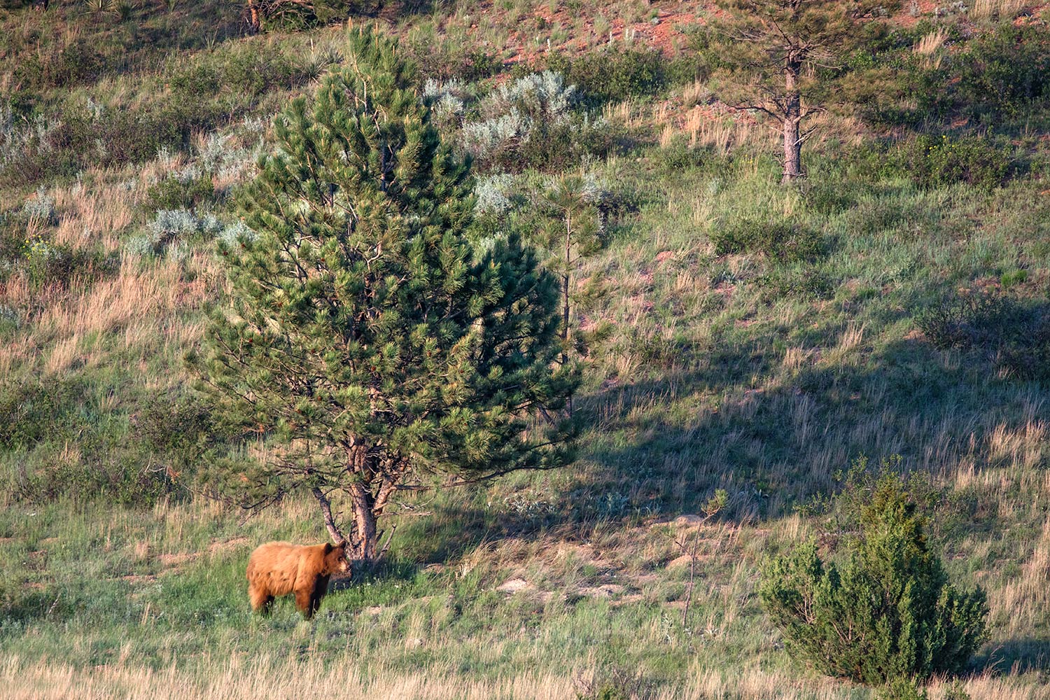 A cinnamon colored black bear on a ranch near Garland, Montana.