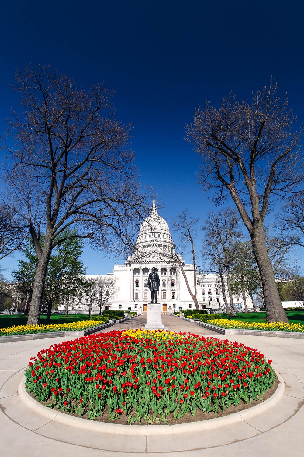 Madison Capitol Tulips