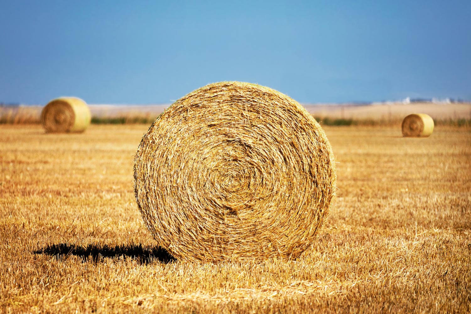 Round bales of wheat straw in a field west of Brady, Montana.