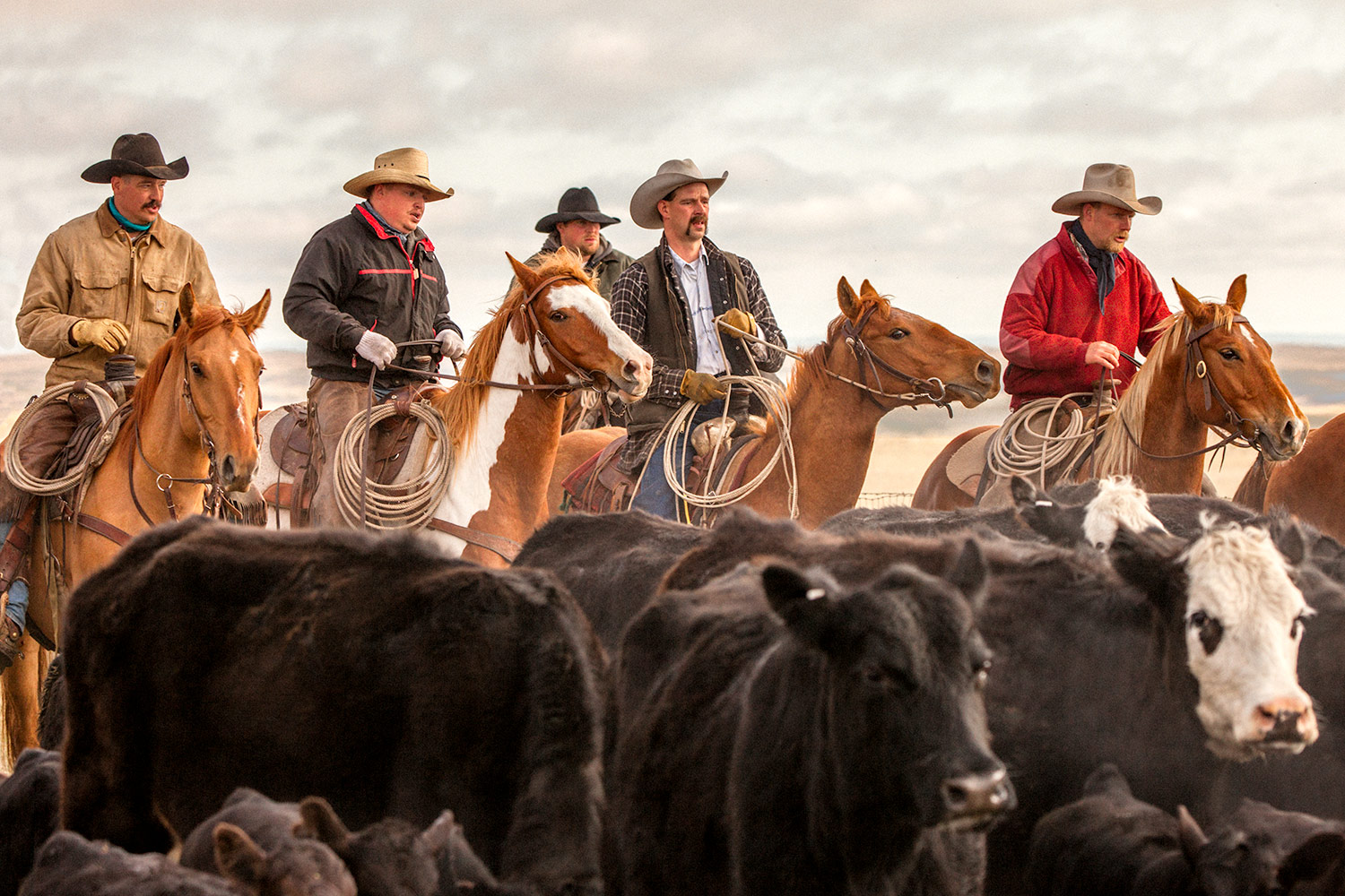 My photograph of cowboys rounding up cattle on a ranch south of Chinook, Montana was the winner of Country Magazine's 2017 "Country Life Photo Contest.