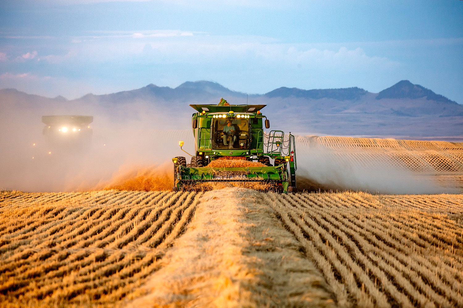 A John Deere combine threshing previously cut wheat on a farm near Big Sandy, Montana.&nbsp;→ Buy a Print&nbsp;or License Photo