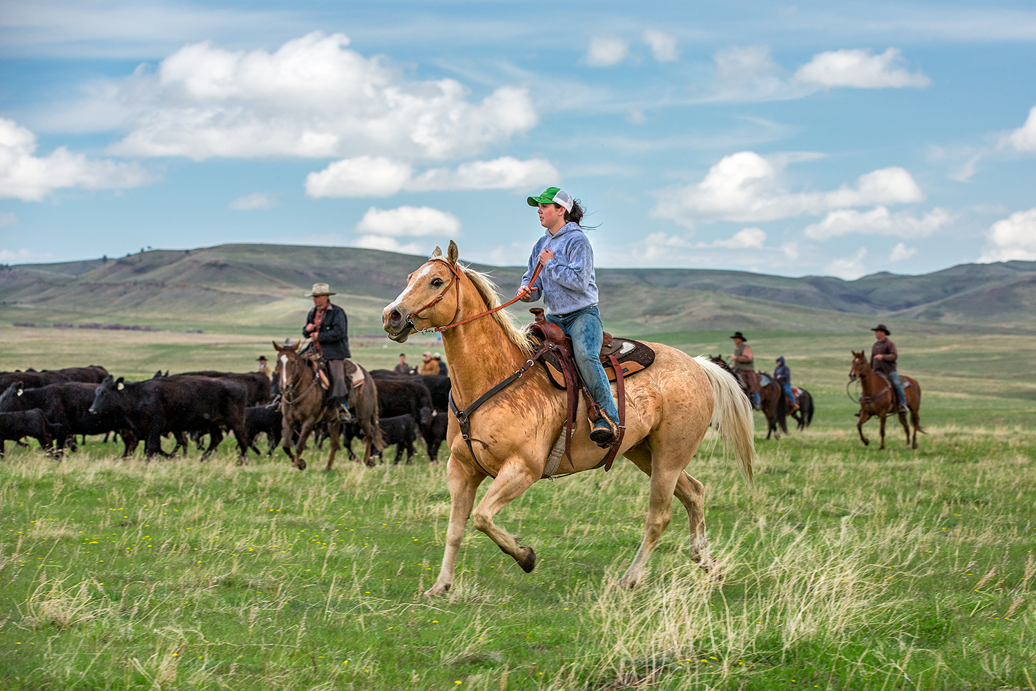 Cowgirl photo of a young woman riding along the side of the herd near Lloyd, Montana.