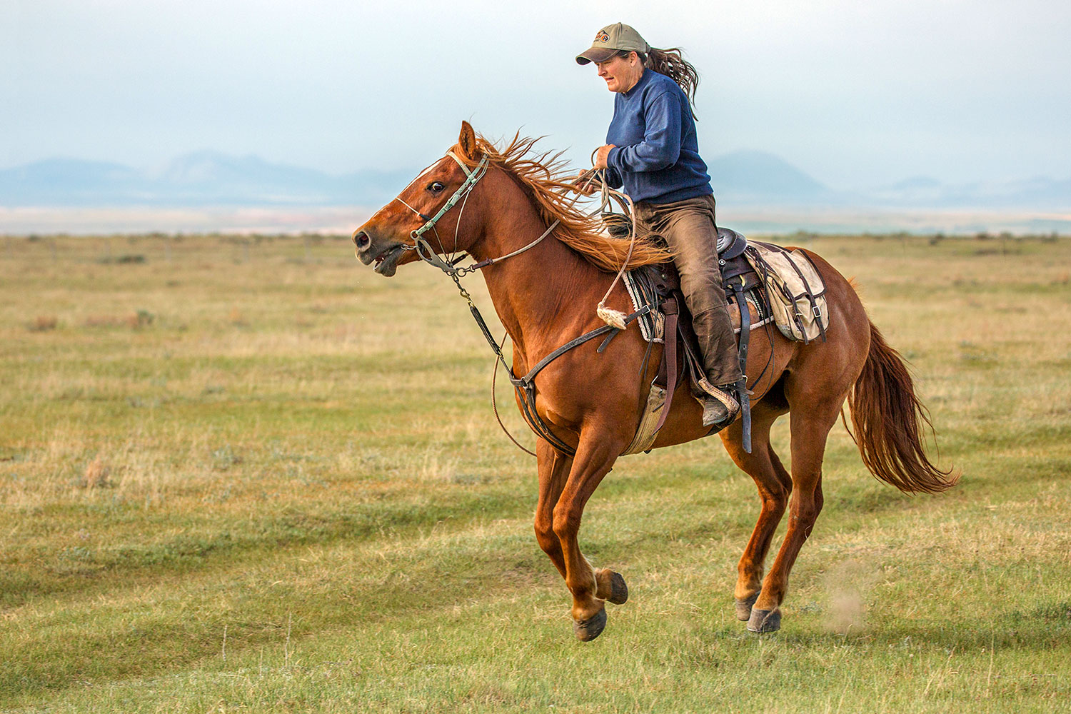 A photo of a cowgirl and also a rancher riding her quarter horse across the open plains after part of the herd that got away near Chinook, Montana.