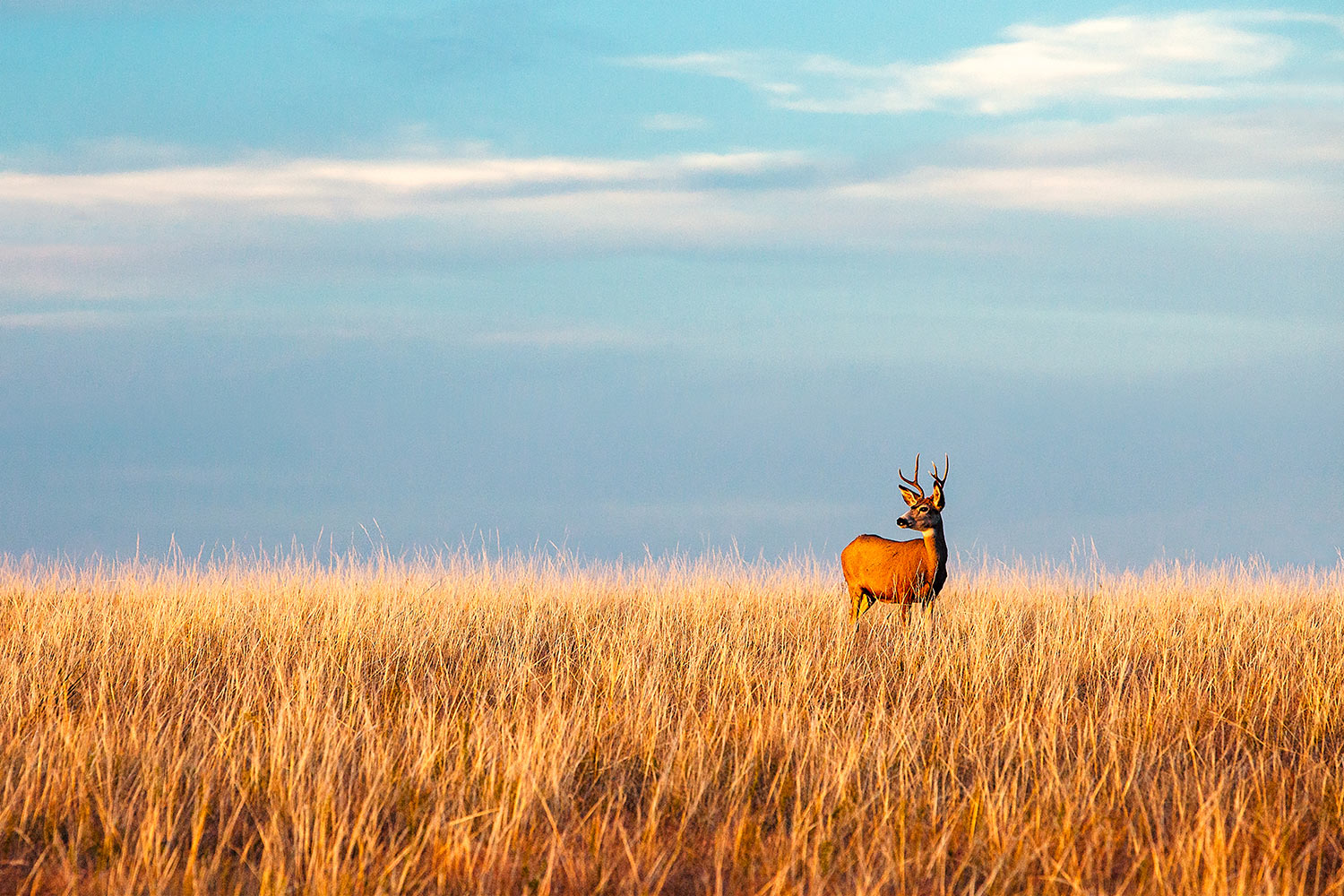 This photo of a deer looking into the setting sun on an autumn day near Fort Peck, Montana was donated to the Blaine County Wildlife Museum for its annual fundraiser auction.&nbsp;→ Buy a Print&nbsp;or License Photo