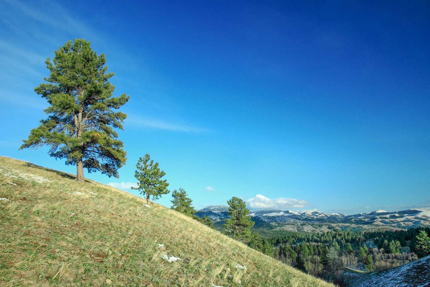 Bear Paw Vista