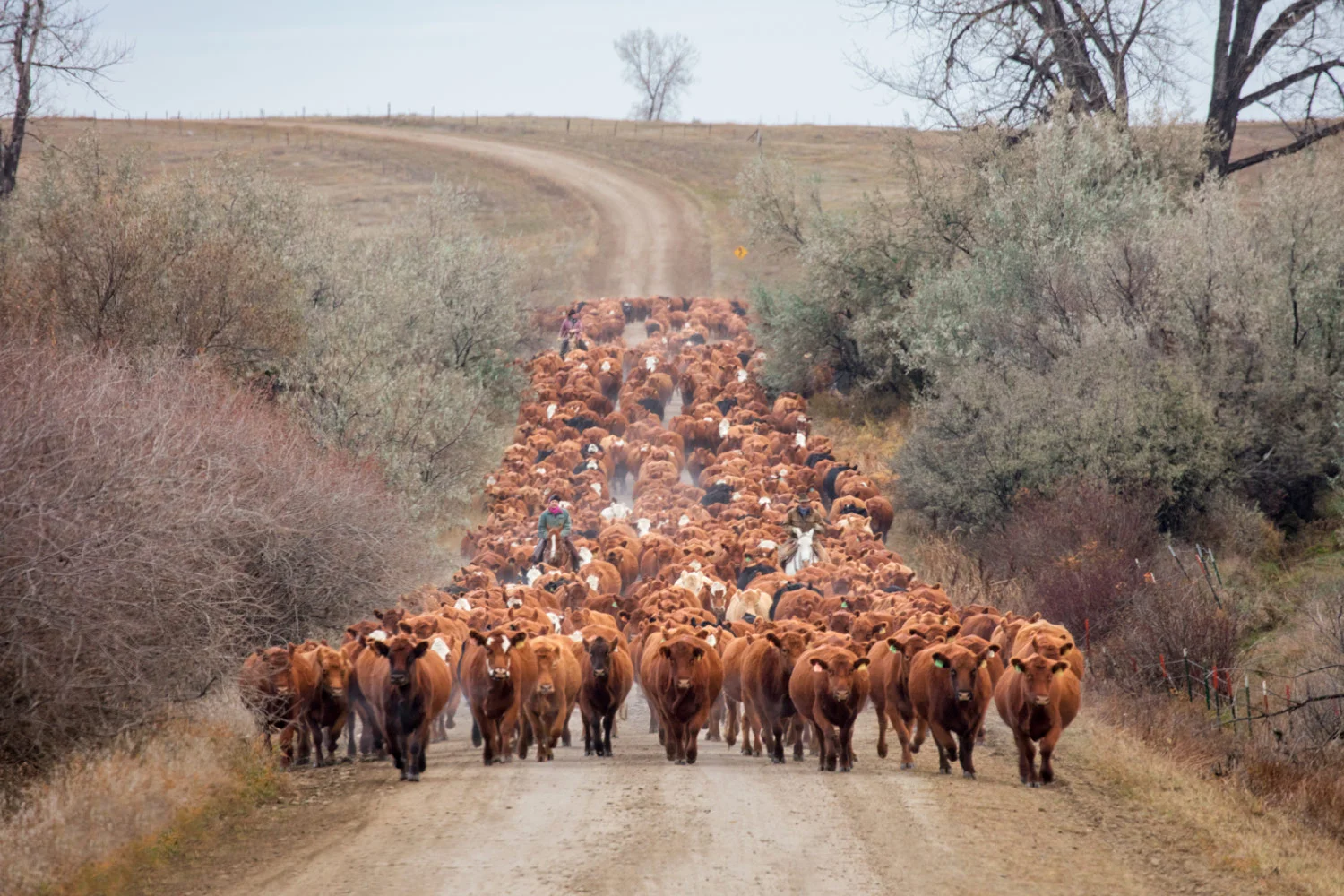 Long Line of Reds