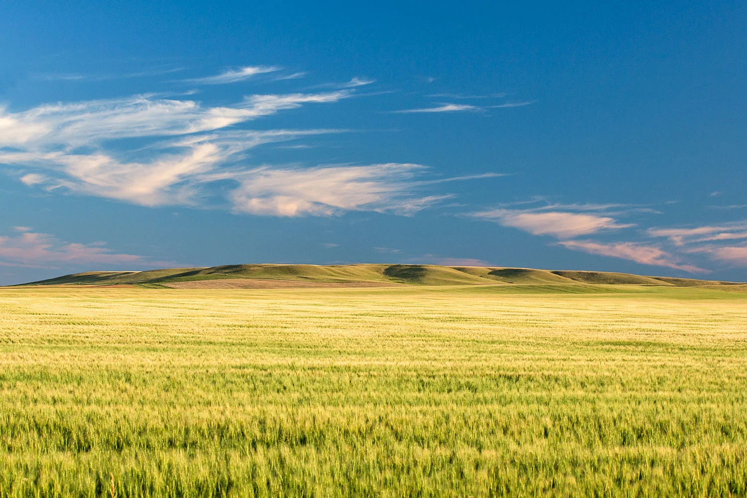 Mystical Field