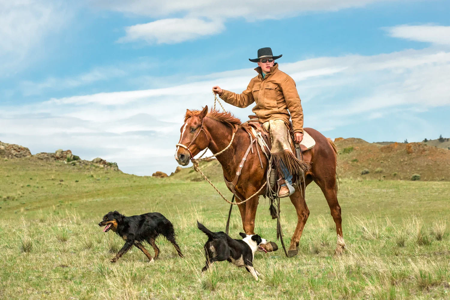 Cowboy and Cow Dogs