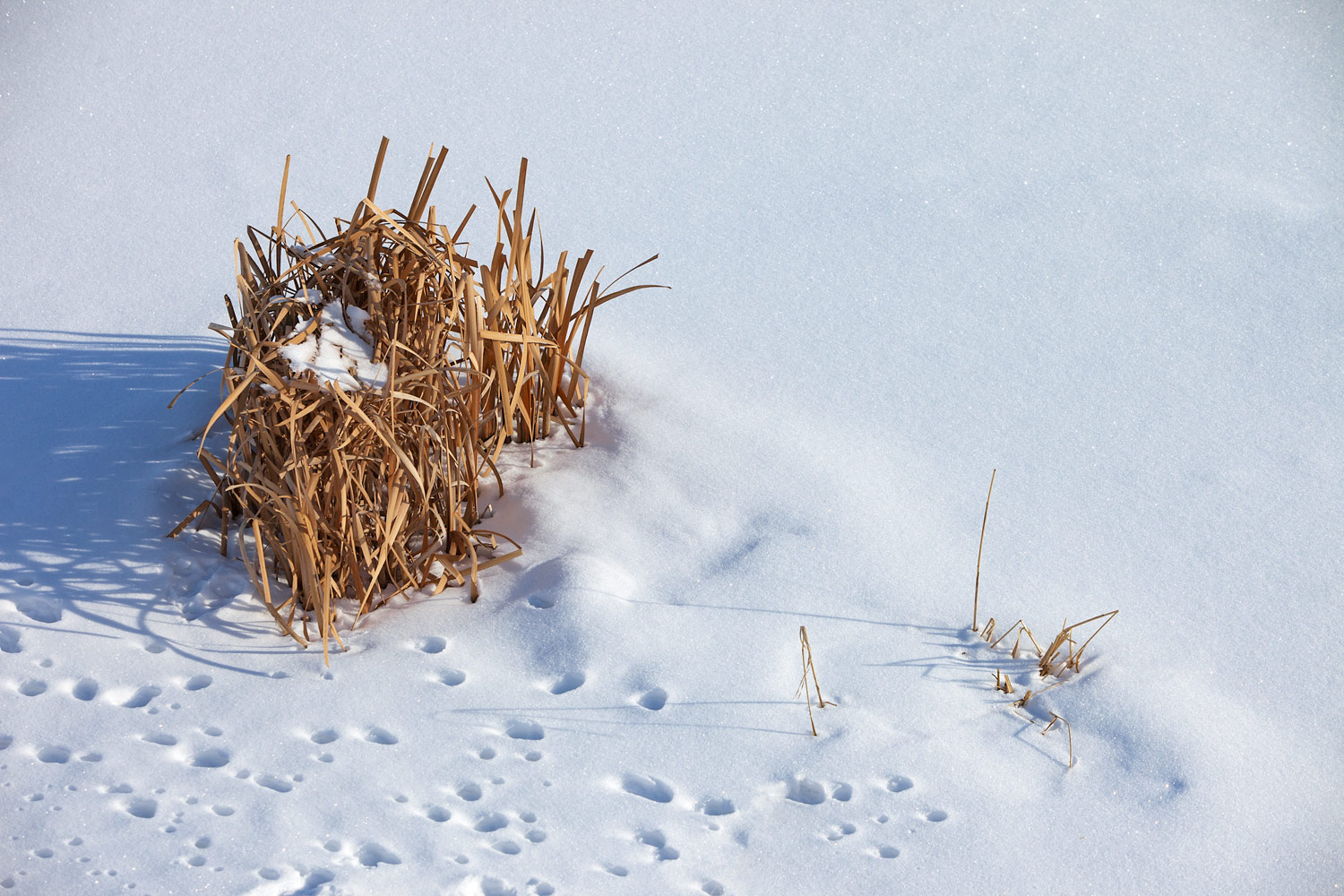 Winter Reeds