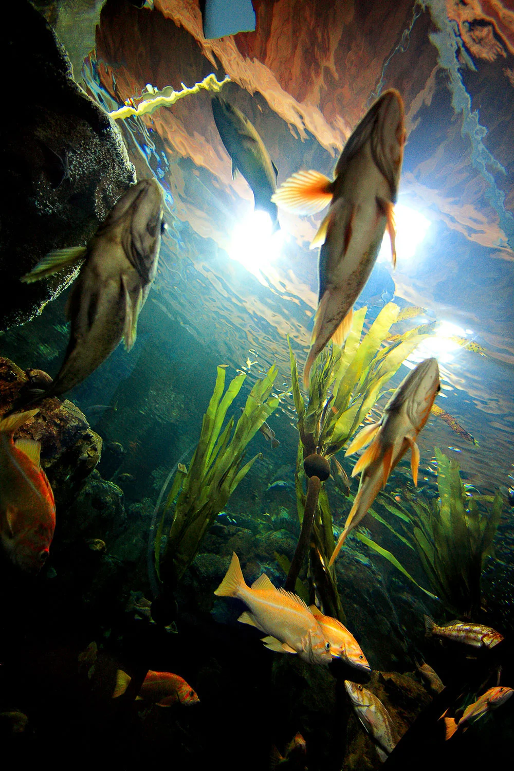 Under the Sea