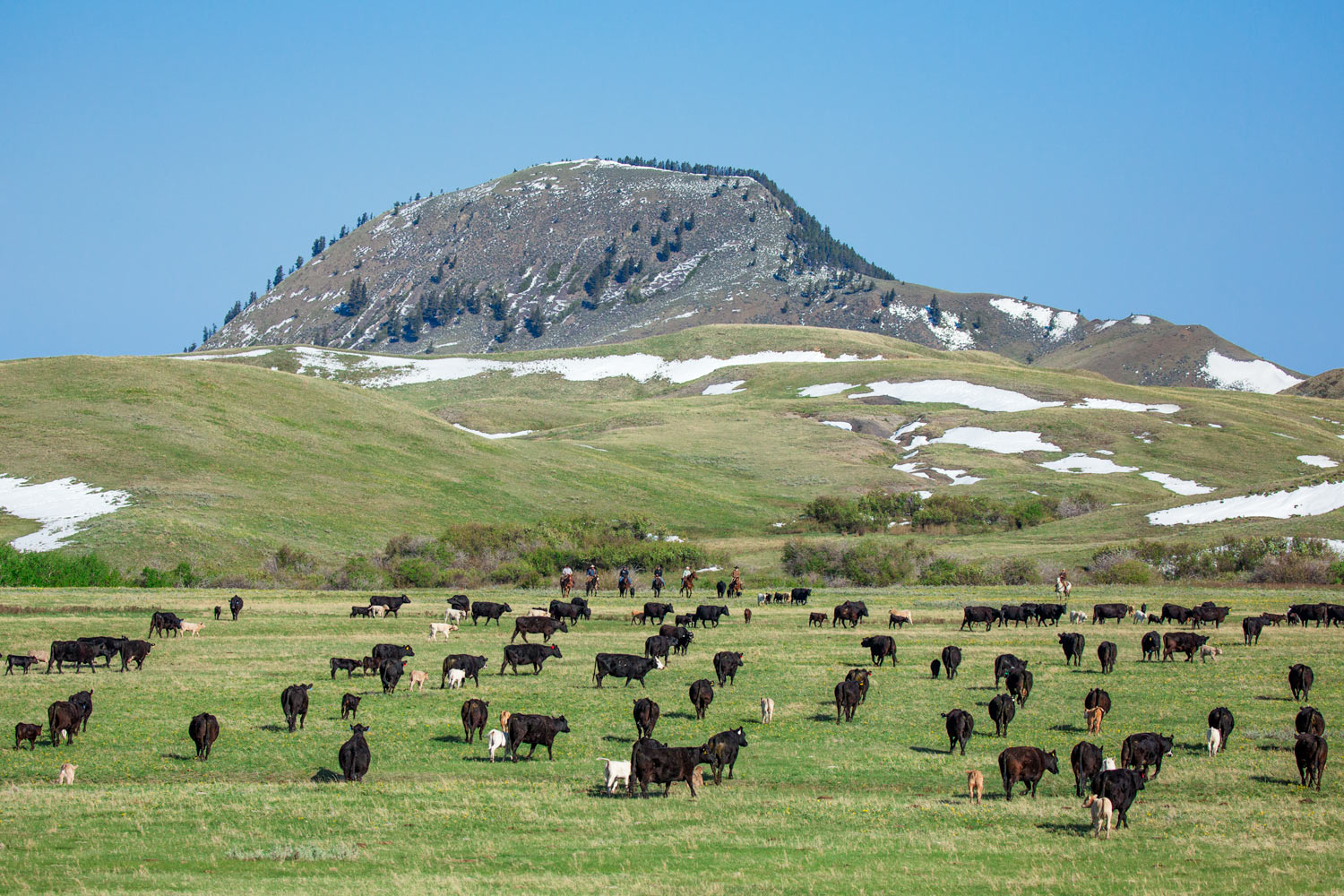 Alpine Cattle