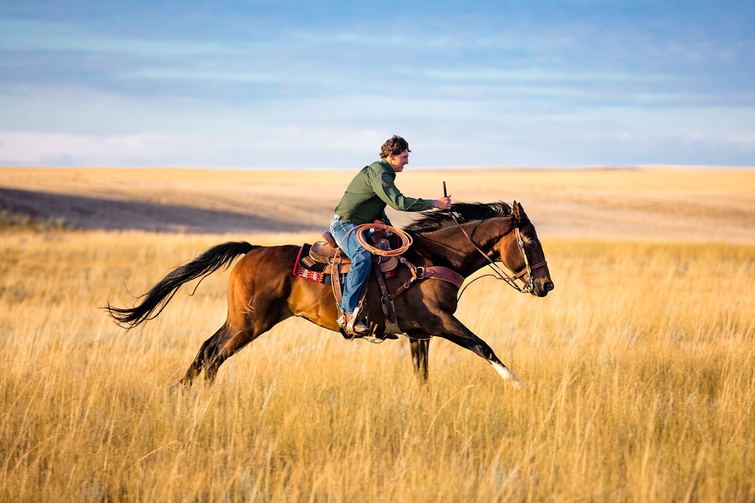 A young man rides his horse fast across the prairie grass south of Chester in Liberty County, Montana.&nbsp;→ License Photo