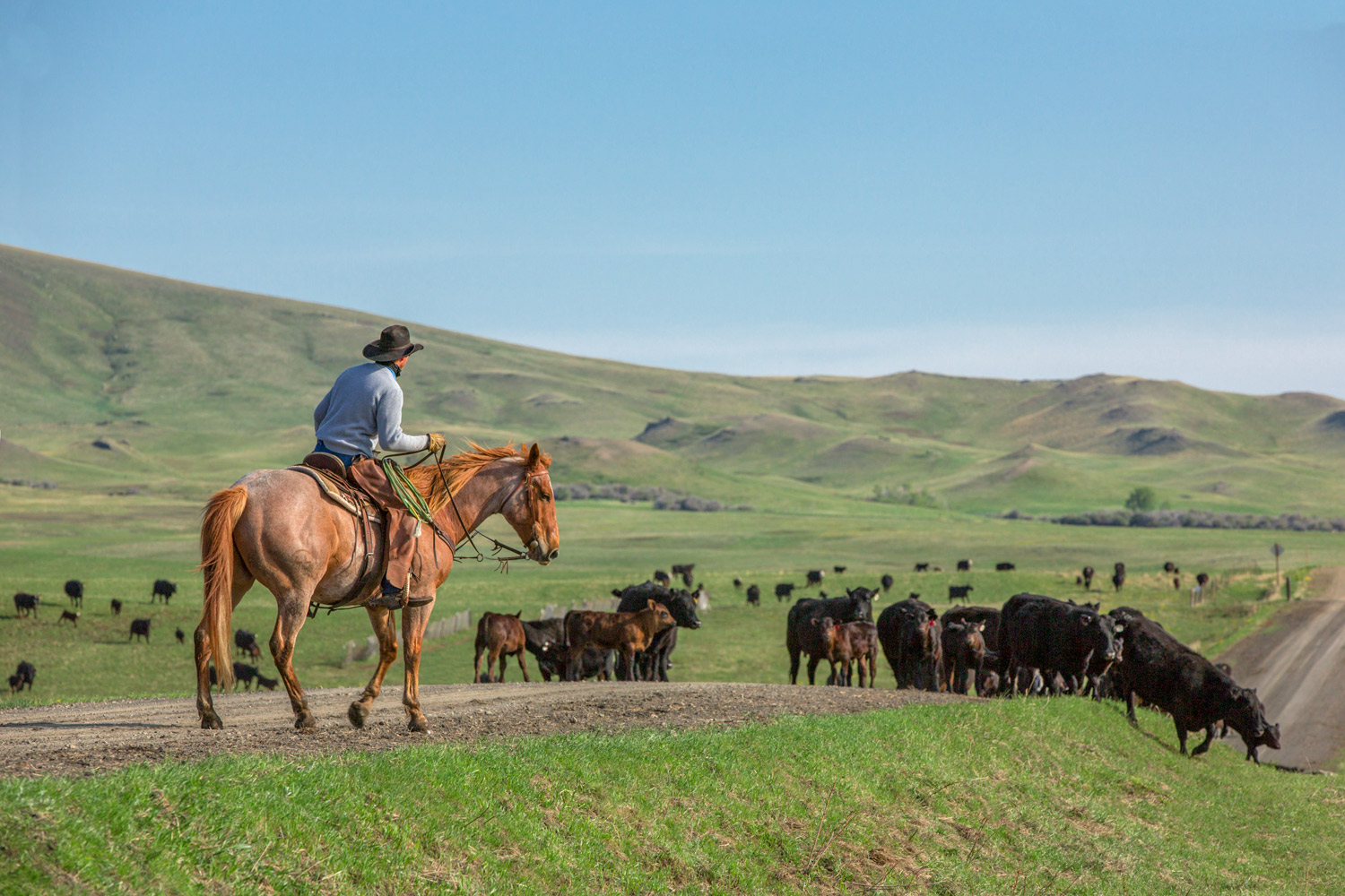 A cowboy pushing cattle down a gravel road during a roundup near Lloyd, Montana.&nbsp;→ License Photo