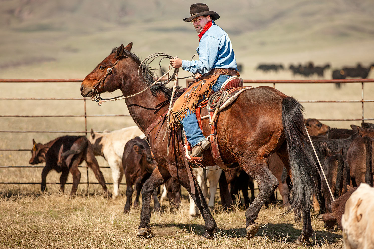 A cowboy roping cattle inside the corral on a ranch near Cleveland, Montana.&nbsp;→ License Photo
