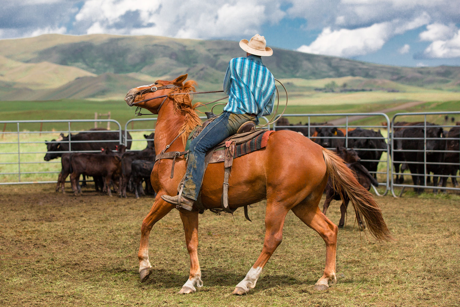 A cowboy makes a tight turn inside the corral near Lloyd, Montana.&nbsp;→ Buy a Print&nbsp;or License Photo