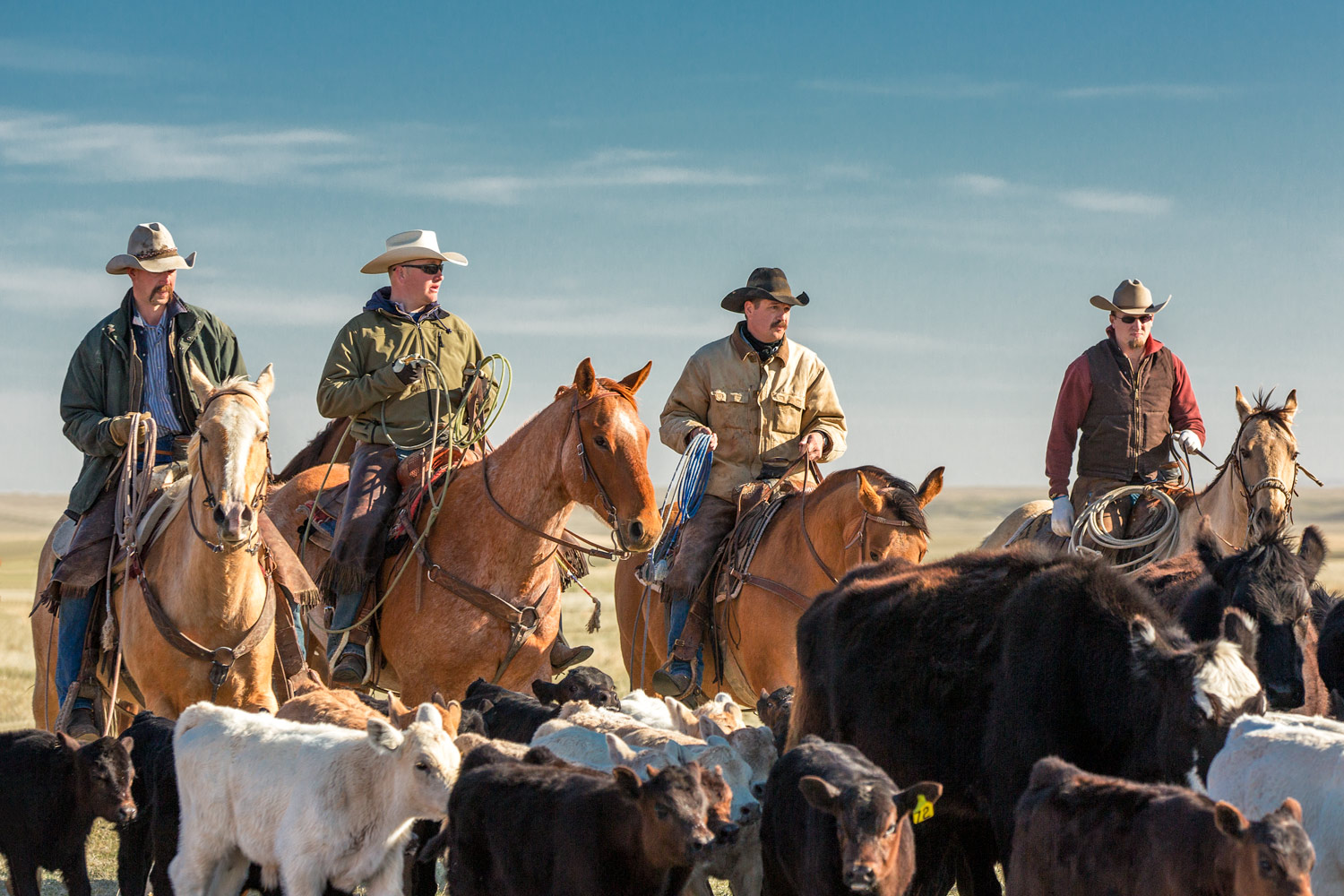 A group of cowboys bring home the herd on a ranch near Cleveland, Montana.&nbsp;&nbsp;→ License Photo