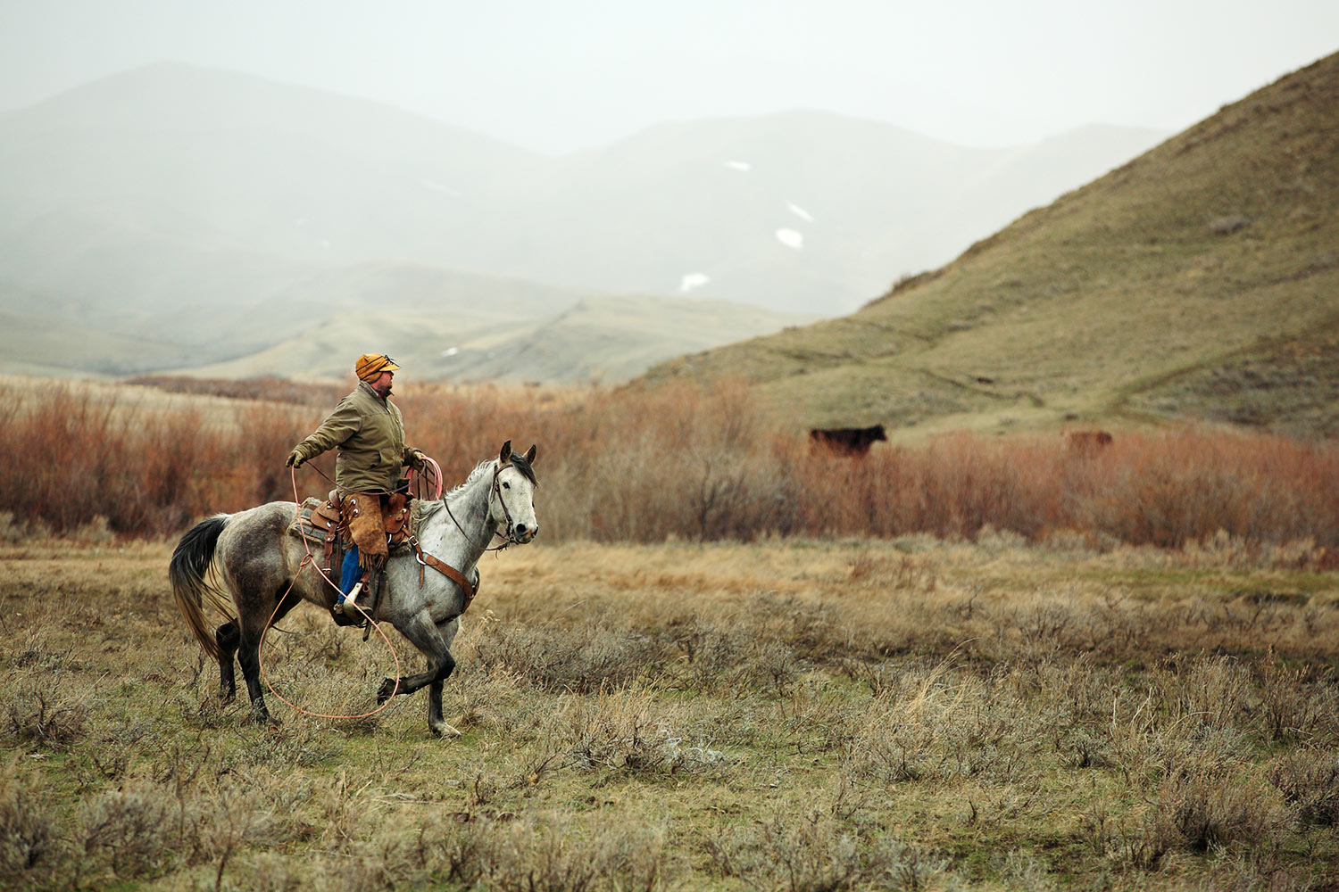A cowboy searches for a calf that got away on a ranch near Cleveland, Montana.&nbsp;→ License Photo