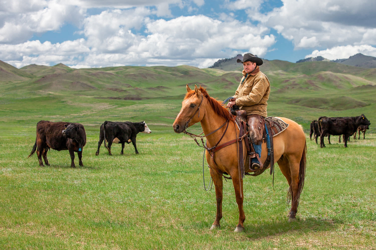 A cowboy watches over the herd on a ranch near Cleveland, Montana.&nbsp;→ License Photo