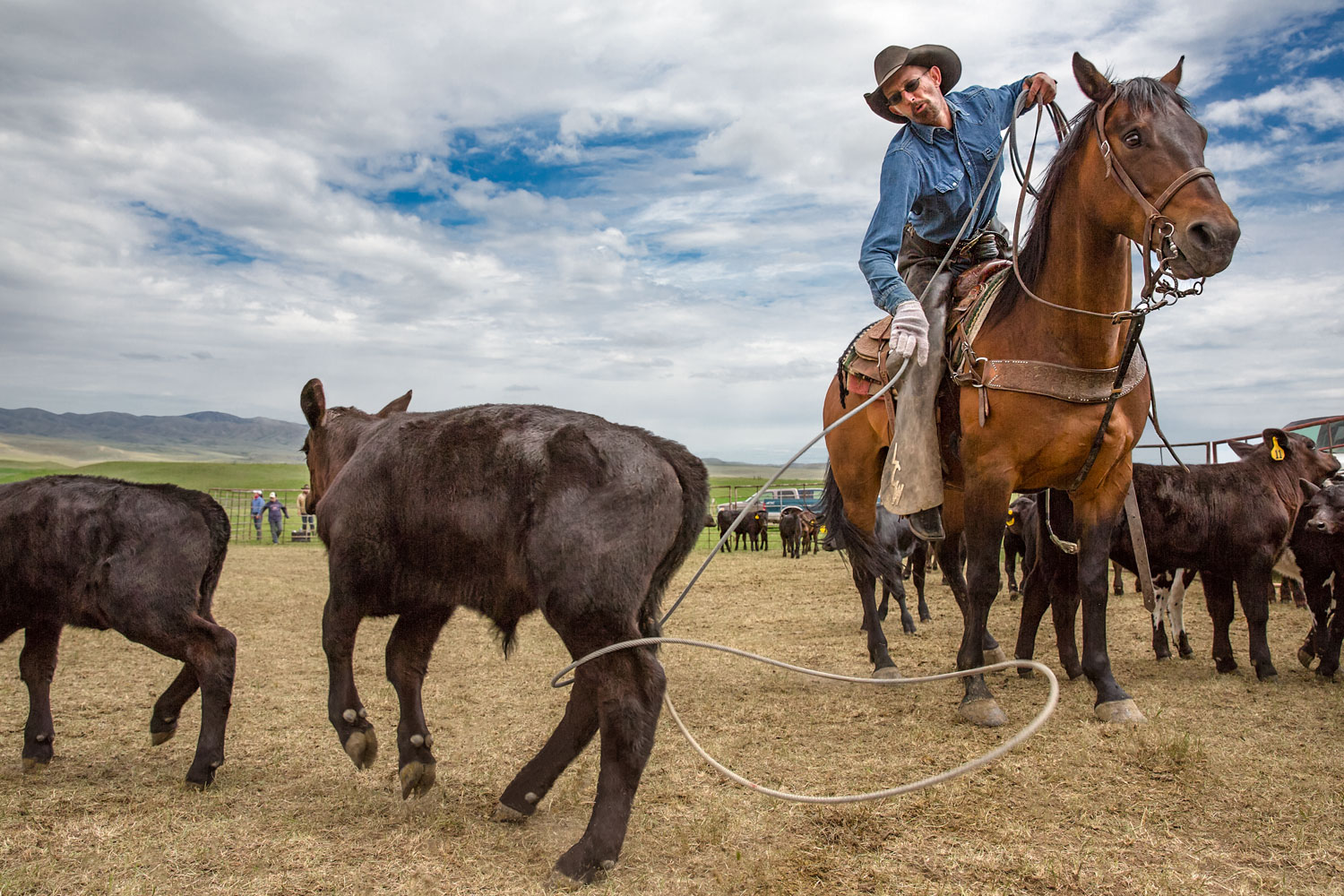 A close-up of a cowboy roping a black Angus calf on a ranch near Cleveland, Montana.&nbsp;→ License Photo