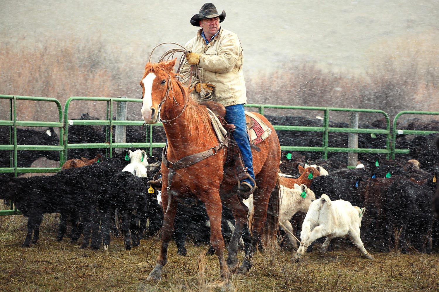 Cowboy-Photos-of-Men-Roping-Cattle-on-Ranch
