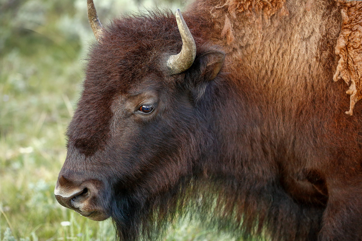 Video of herding buffalo photos at Fort Belknap Reservation