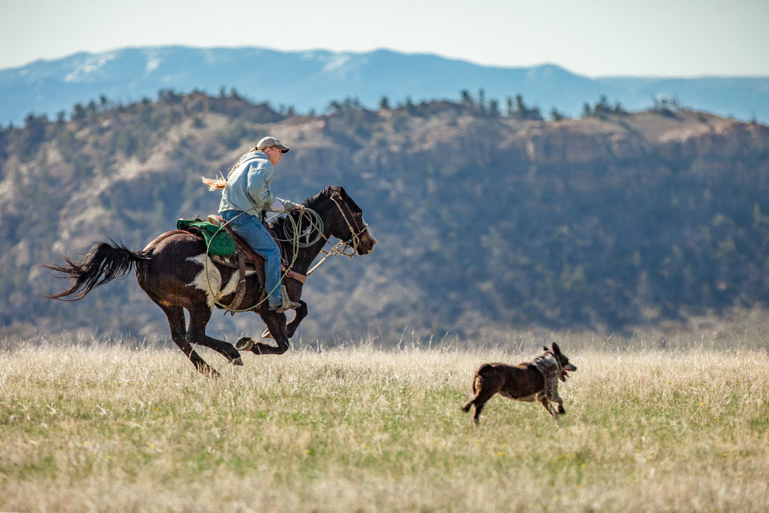 A cowgirl chases after a calf that separated itself from the herd on a ranch near Cleveland, Montana.&nbsp;→ License Photo