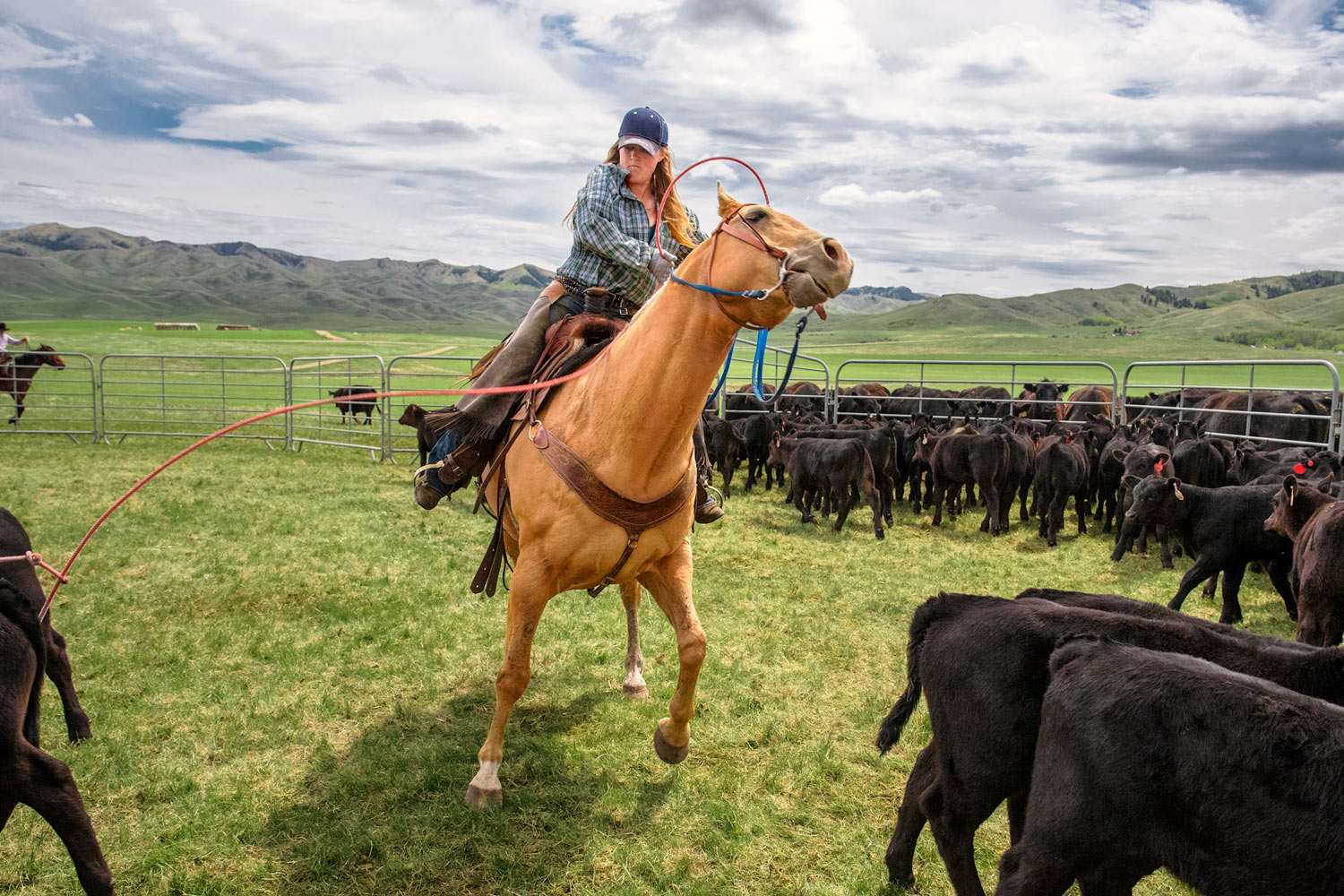 A cowgirl pulls back on the rope after roping a calf near Lloyd, Montana.&nbsp;→ License Photo